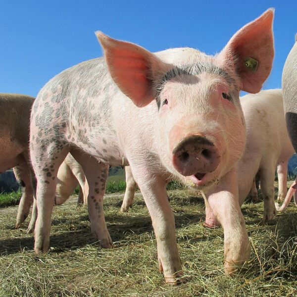 File:Pigs.jpg