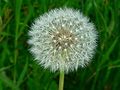 Dandelion.jpg